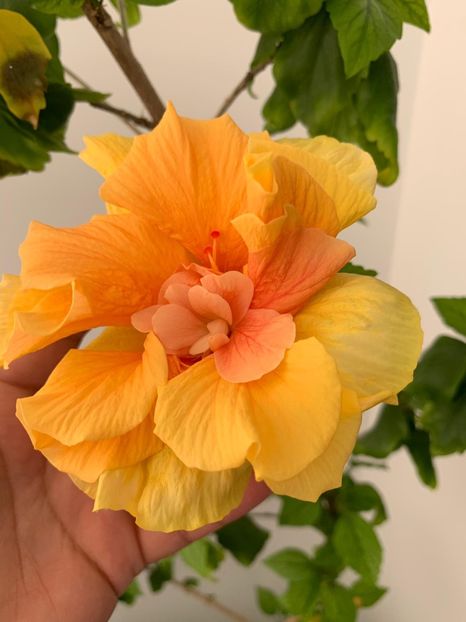9FE7F1E6-6E01-4E81-9531-1708BBE33EE3 - FLORILE MELE 2019