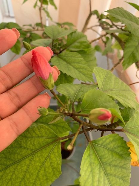 6F0541DA-5EE2-4B0A-A465-EFBF651EF1AE - FLORILE MELE 2019