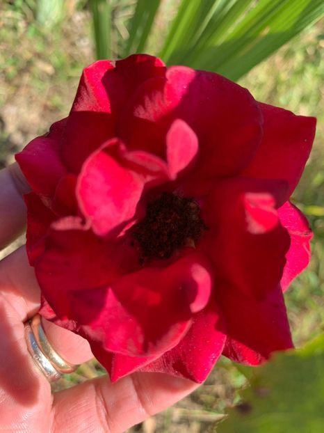43876F52-E8C0-4E90-B7D5-505F00F99187 - FLORILE MELE 2019