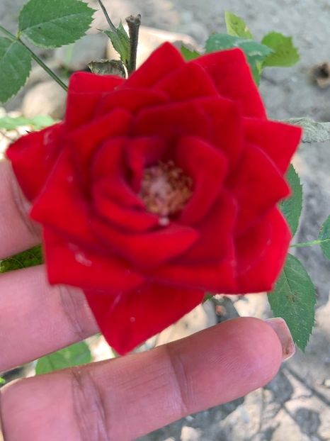 6D856430-9D48-4112-B8D4-5E0FAA1ACEF5 - FLORILE MELE 2019