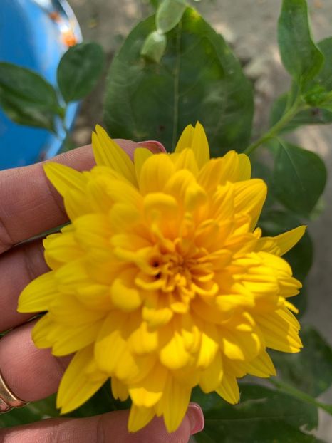 893F9B84-BA81-425E-8A83-FC65F44DD1B7 - FLORILE MELE 2019