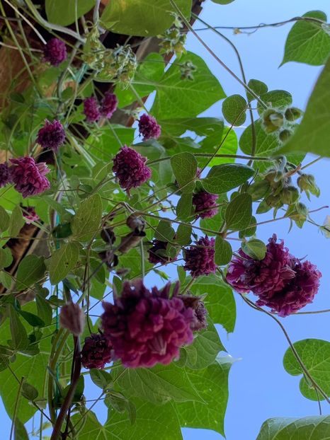 9DF9A45E-D68B-4C13-AE33-BB66B96486DD - FLORILE MELE 2019