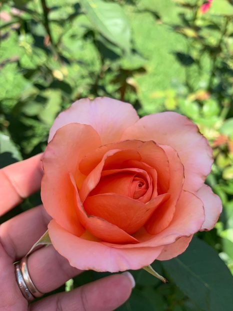 95CDF214-DF8B-4E49-A88B-AD75F60A75E7 - FLORILE MELE 2019