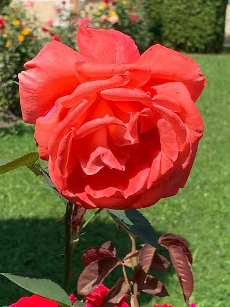 1383BF95-A2ED-4BFF-9595-FAC2F03E51AD - FLORILE MELE 2019
