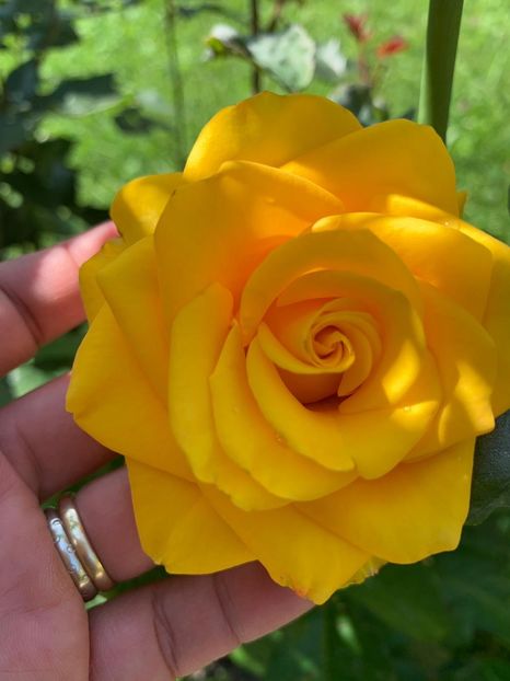 E14EB580-0386-4A8A-949E-80CC0C54BE8C - FLORILE MELE 2019