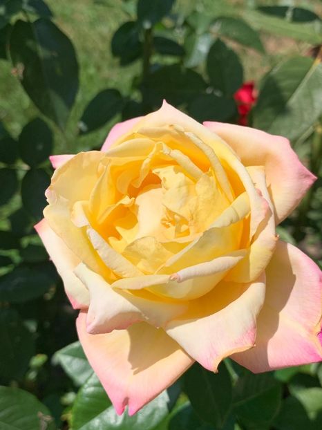 1FDAB9C9-68C0-40EF-9CB3-73226129CEB9 - FLORILE MELE 2019