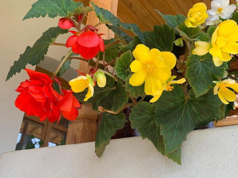 DBBB4167-D77D-42C1-A40A-EDD45B33EFDC - FLORILE MELE 2019