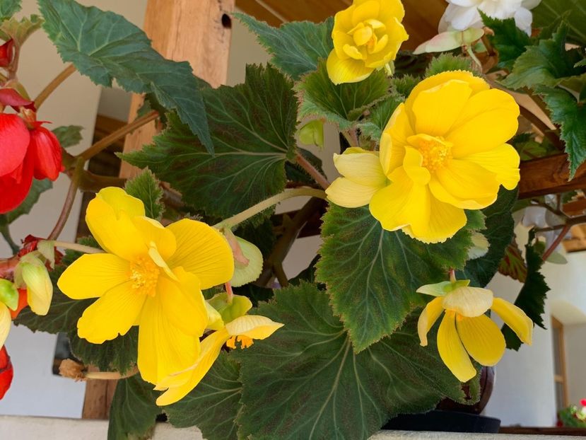 2C39B2D1-E33B-4D53-95AE-54B07F6BB8CA - FLORILE MELE 2019