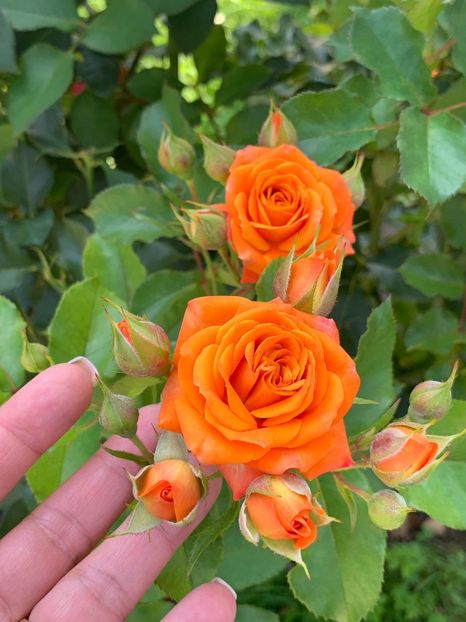96481D59-12BB-42F1-BB0D-94E26F1FDDE9 - FLORILE MELE 2019