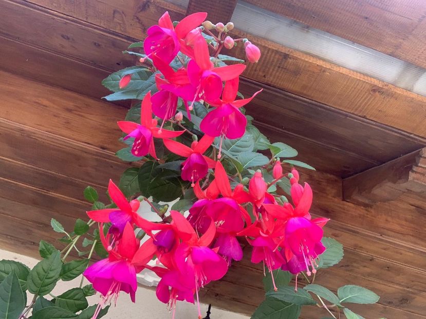 7DBE28FC-EDB0-43D9-85EF-BB31C6A61908 - FLORILE MELE 2019