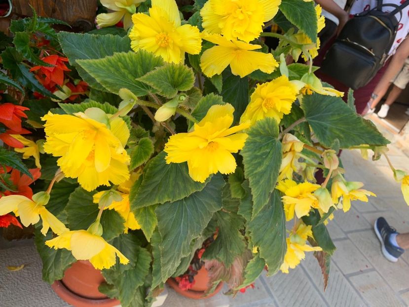 E1C2BCF9-0CDB-432B-AE33-DD7683398856 - FLORILE MELE 2019