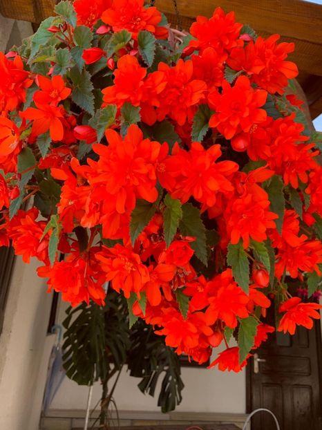 7B7A7358-C2FE-45FC-BDB5-951AD9AE9E9C - FLORILE MELE 2019