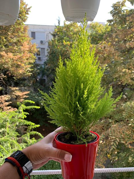 4BC886D3-F589-4D09-87E7-8B93A6D9A934 - FLORILE MELE 2019