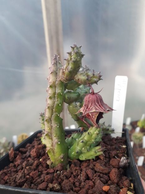 Huernia aspera - Stapeliade