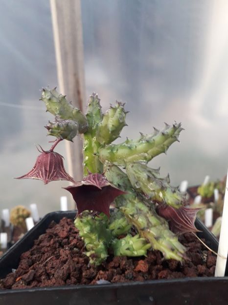 Huernia aspera - Stapeliade