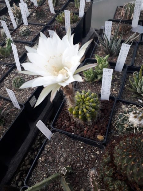 Echinopsis Calochlora - Cactusi înfloriti 2019