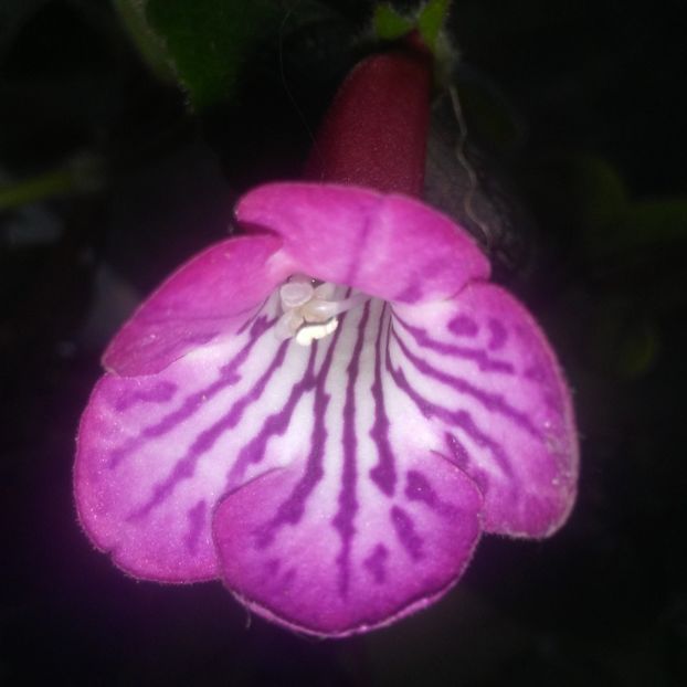 Sinningia MG's Purple zebra - Sinningia 2019