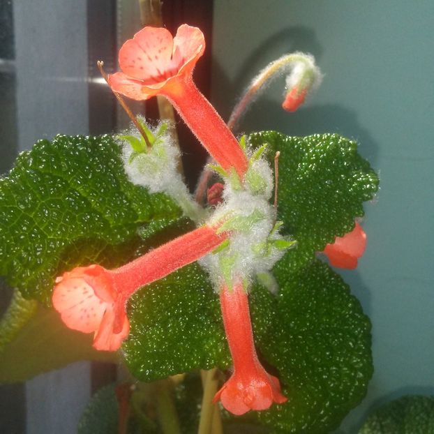 Sinningia Bullata - Sinningia 2019