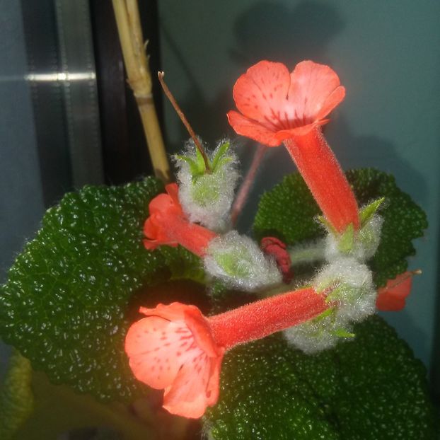 Sinningia Bullata - Sinningia 2019