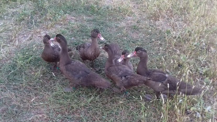 fii si fiice din... - Bomboane asortate 2019