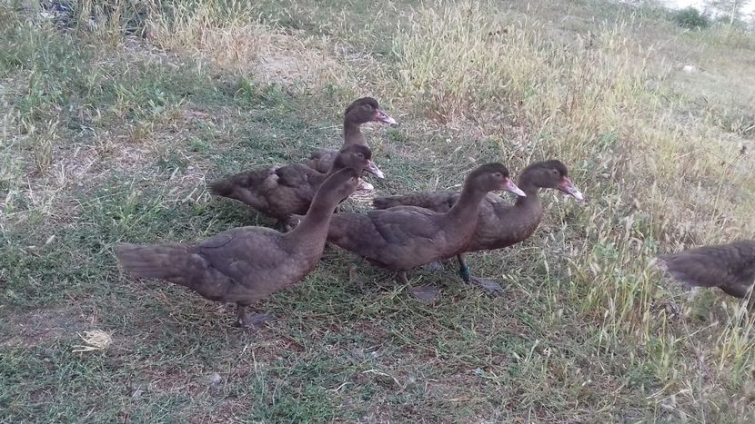 Ulise si Penelopa - Bomboane asortate 2019