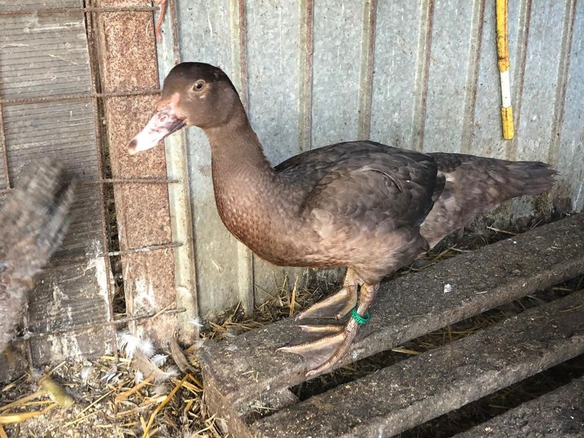 Fiica din - Bomboane asortate 2019