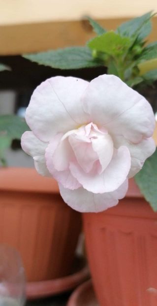  - Carpathia- Erika76