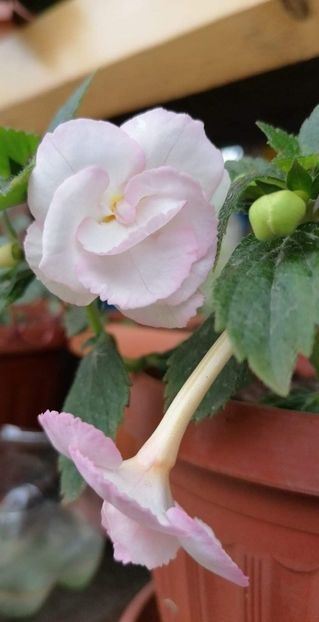  - Carpathia- Erika76