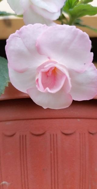  - Carpathia- Erika76