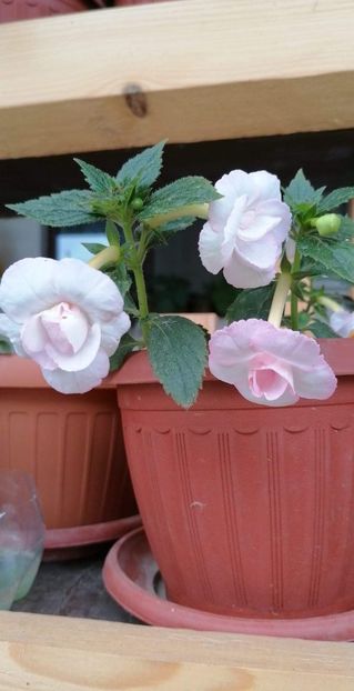  - Carpathia- Erika76