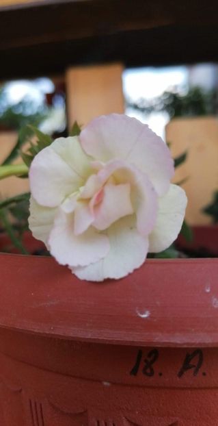  - Carpathia- Erika76