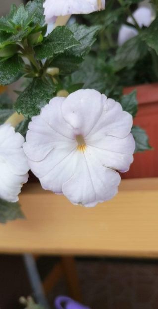  - Crystalynn- Gabi Gligor