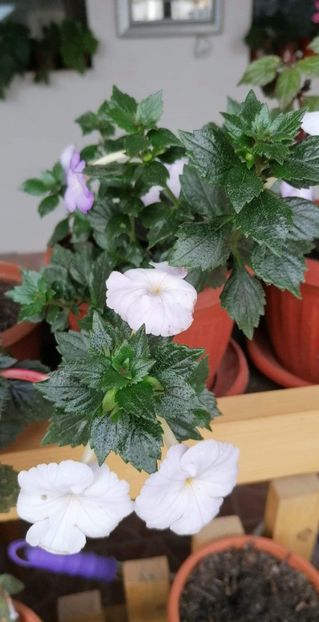  - Crystalynn- Gabi Gligor