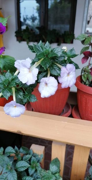  - Crystalynn- Gabi Gligor