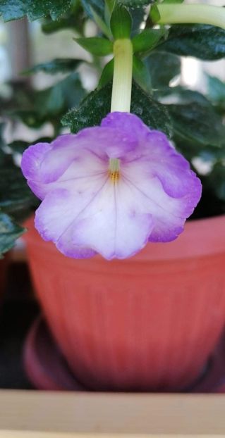  - Crystalynn- Gabi Gligor