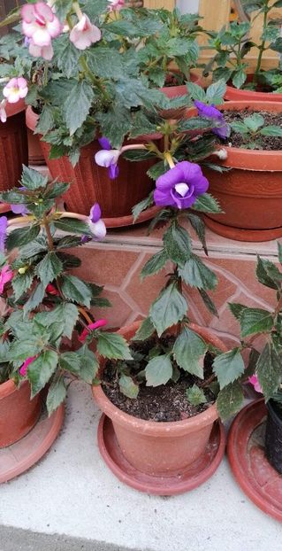  - Alter Ego- Gabi Gligor