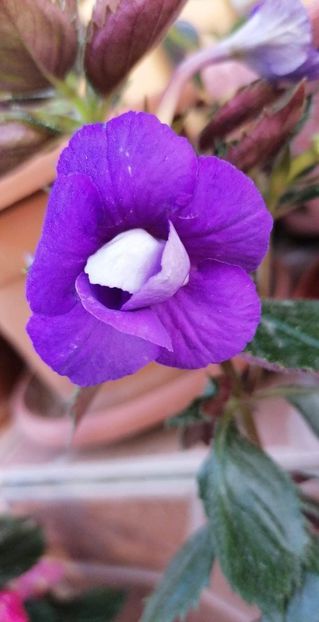  - Alter Ego- Gabi Gligor