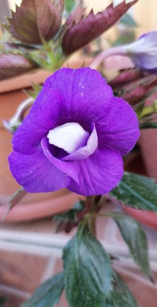  - Alter Ego- Gabi Gligor