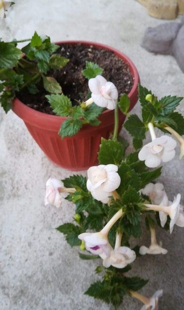  - Ivory Queen- Erika76