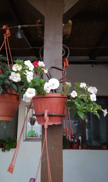  - Ivory Queen- Erika76