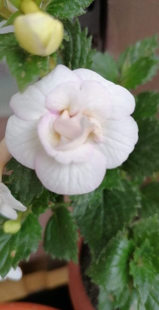  - Ivory Queen- Erika76