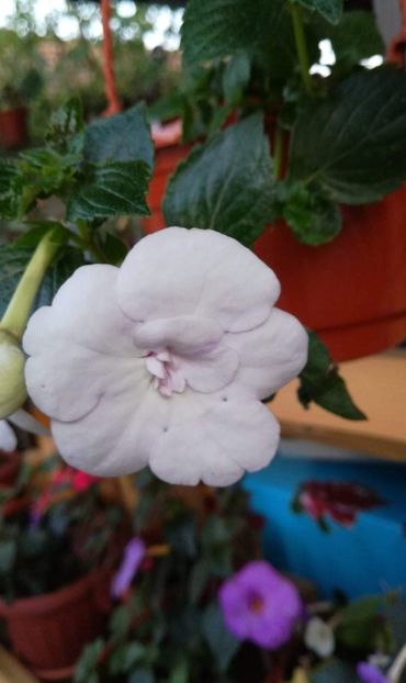  - Double Peticotee Rose-nataliadinca