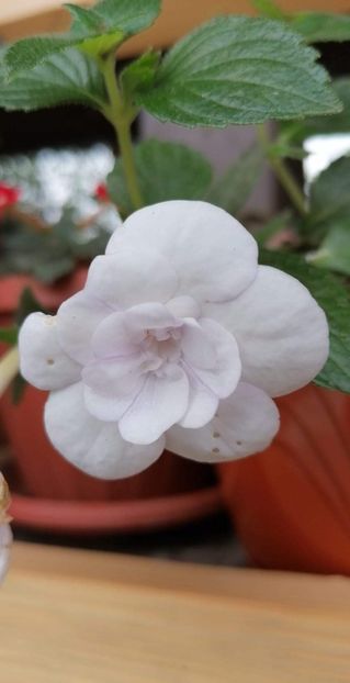  - Double Peticotee Rose-nataliadinca