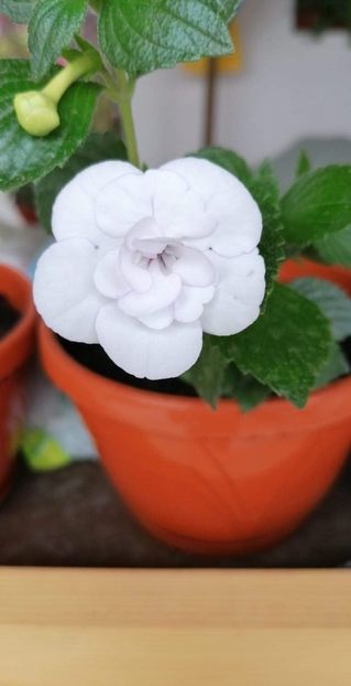  - Double Peticotee Rose-nataliadinca