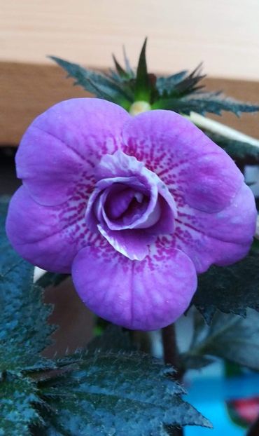  - Blue Hurricane- deea01