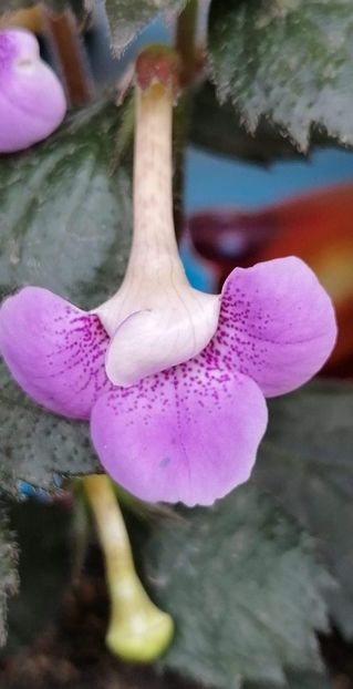  - Blue Hurricane- deea01