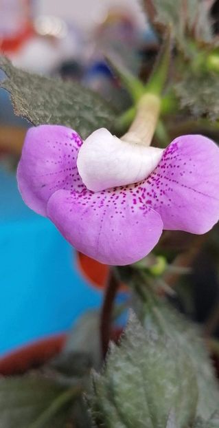  - Blue Hurricane- deea01