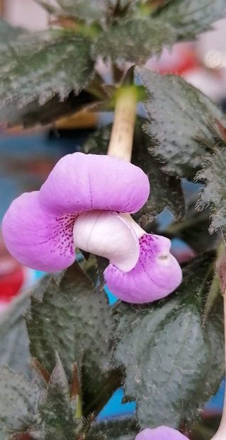  - Blue Hurricane- deea01