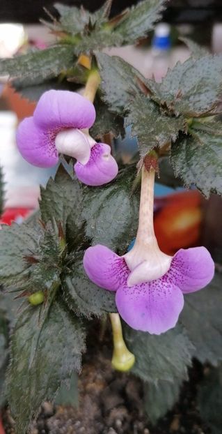  - Blue Hurricane- deea01