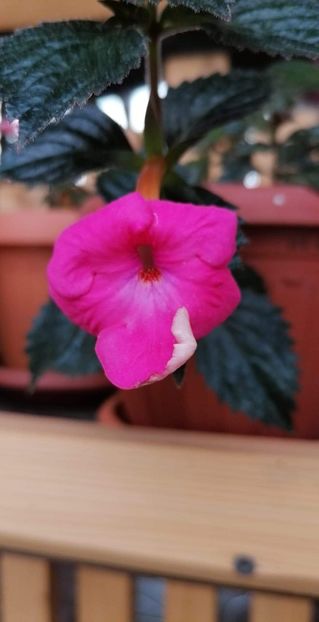  - Wetterlows Triumph -sylvia